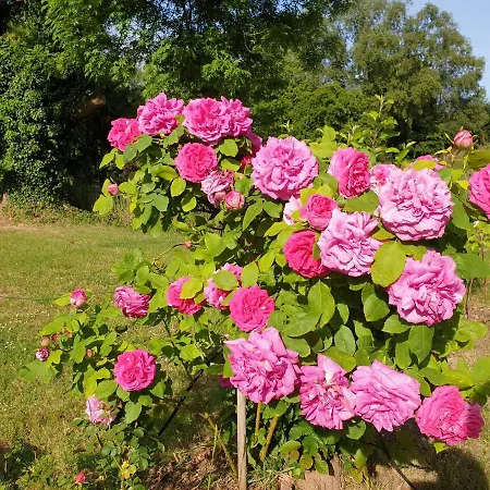 Johannes Hof Bunde (Lower Saxony)